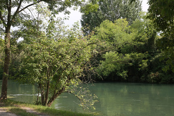 TREVISO FIUME SILE 