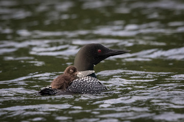 closeup loon and baby swimming