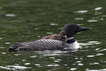 closeup loon and baby swimming