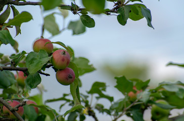 Fruit tree with ripe apples on the background of the summer sky.