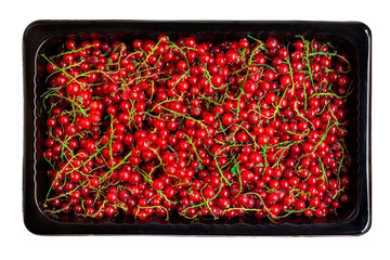 Red currant berries in a black  box isolated on white background. Heap of Fresh Currant. Harvesting, Food concept. Top view.