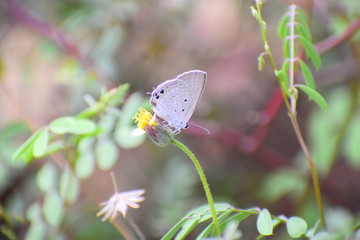 Cute little butterfly in the garden