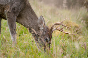 Venado Cola Blanca en el Paramo Nacional de Chingaza en Cundinamarca