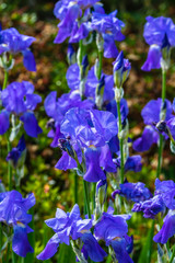 Iris  bleu