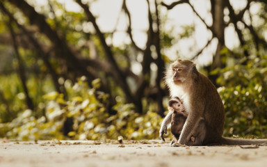 Monkey mother and her baby in nature,Macaca fascicularis (crab-eating or long-tailed macaque).