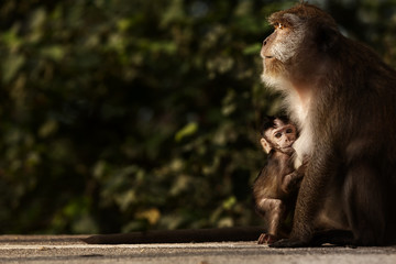 Monkey mother and her baby in nature,Macaca fascicularis (crab-eating or long-tailed macaque).