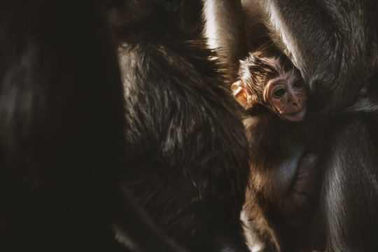 Monkey mother and her baby in nature,Macaca fascicularis (crab-eating or long-tailed macaque).