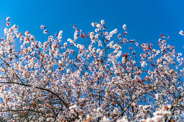 Blossom of the pink cherry tree as the sign of spring time, selective focus