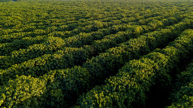 Aerial View Of Coffee Plantation.