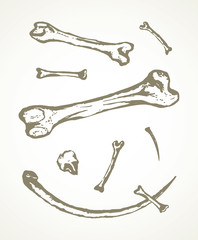 Obraz premium Series of vector illustrations of archaeological finds. Animal bones and fish hooks from bone
