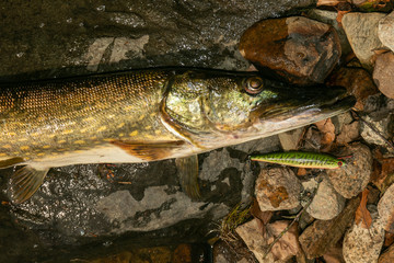 pike caught by wobbler