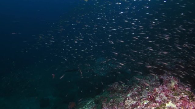 Blotched fantail ray, Taeniura meyeni at tropical coral reef 