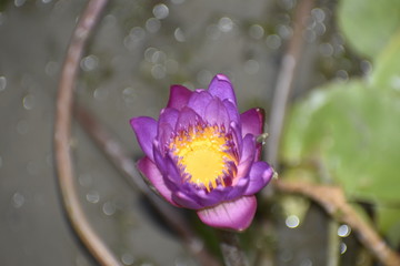 Indian pink Lotus with yellow ring in center