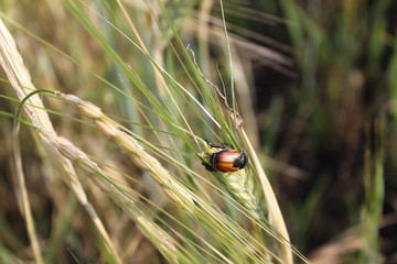 beetle on the ear of wheat in the field