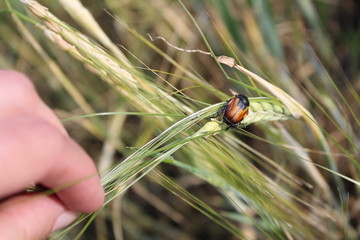 beetle on the ear of wheat in the field