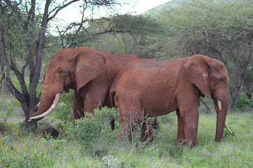 Fototapeta na wymiar Red Elefants of Tsavo West National Park Kenya East Africa Safari