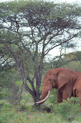 Red Elefants of Tsavo West National Park Kenya East Africa Safari