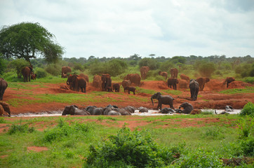 Red Elefant herd having a bath in East Africa Kenya