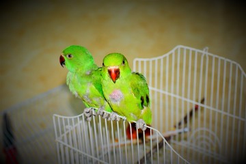 Indian type parrot in pondicherry