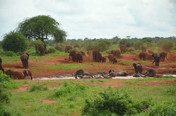 Red Elefant herd having a bath in East Africa Kenya