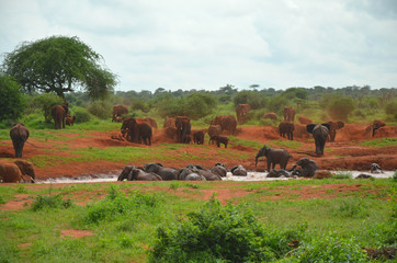 Red Elefant herd having a bath in East Africa Kenya