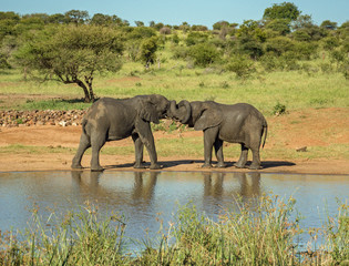Obraz premium Elephant bonding
