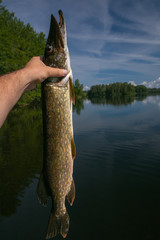 northern pike catch on a lake in Sweden