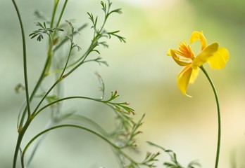 Obraz na płótnie Canvas Artistic California golden poppy flower