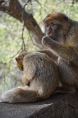 Affen - Mutter mit Kind