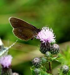 Schmetterlinge auf der Wiese
