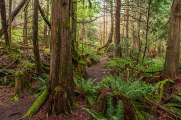 Obraz premium View at Mountain Trail in British Columbia, Canada. Forest Background.