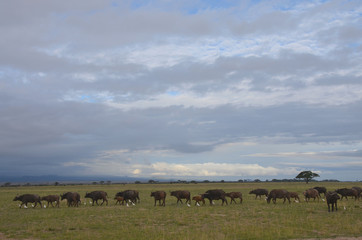 Buffalo herd in East Africa walking in Savannah