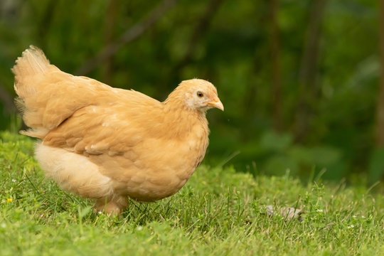 Free Range