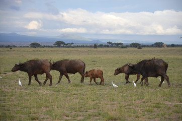 Buffalo herd in East Africa walking in Savannah