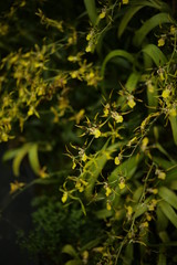 BEAUTIFUL ORCHID FLOWER 