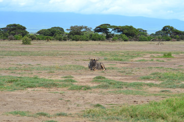 Wildebeest Gnu in African Savannah Kenya
