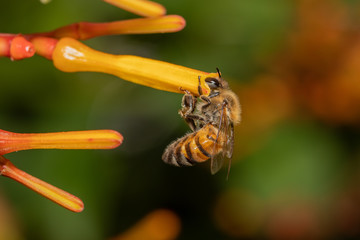 Bee On Orange Plant 02
