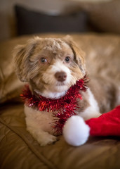 Brown and White Havanese Puppy Christmas