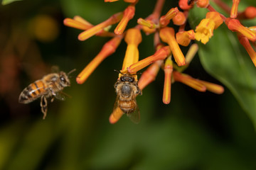 Bees
