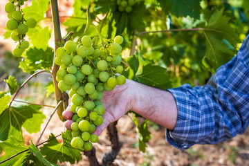 Close-up. Caucasian winegrower working in an organic vineyard, he holds a bunch of grapes still unripe in his hand. Traditional agriculture. Sardinia.