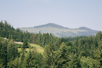 Fototapeta na wymiar Amaing forest in the green mountains Carpatians