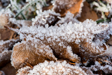 Macro of frozen leaf early in the morning in winter
