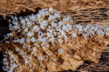 Macro of frozen leaf early in the morning in winter
