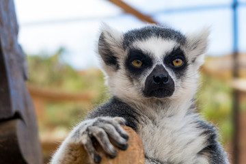 An animal portrait of a Katta (Lemur catta).