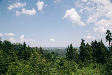 Amaing forest in the green mountains Carpatians