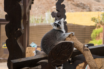 An animal portrait of a Katta (Lemur catta).