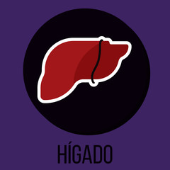 Hígado