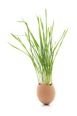 Sprouted wheat greens in an egg shell.