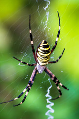 Big yellow and black spider on a his own spider web