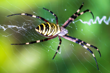 Big yellow and black spider on a his own spider web